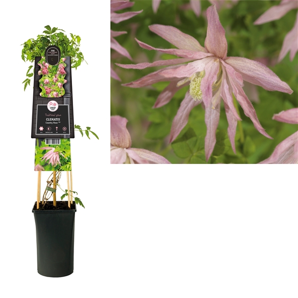 <h4>Clematis Country Rose PBR +3.0 label</h4>