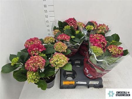 <h4>Hydr M Amsterdam</h4>