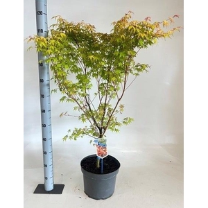 ACER PA KATSURA