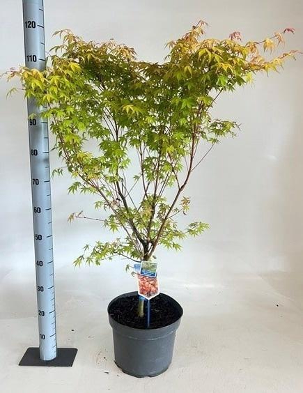 <h4>ACER PA KATSURA</h4>
