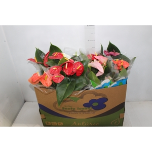 ANTHURIUM VARIADO P15