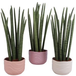 Sansevieria Cylin, Straight 14 Leaf Ø17cm in Ø20cm Ceramic SE660