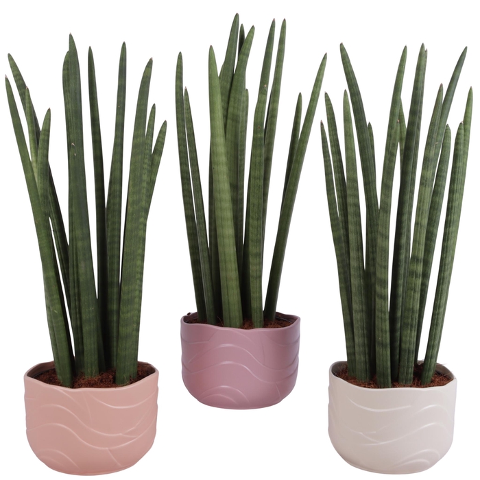 <h4>Sansevieria Cylin, Straight 14 Leaf Ø17cm in Ø20cm Ceramic SE660</h4>