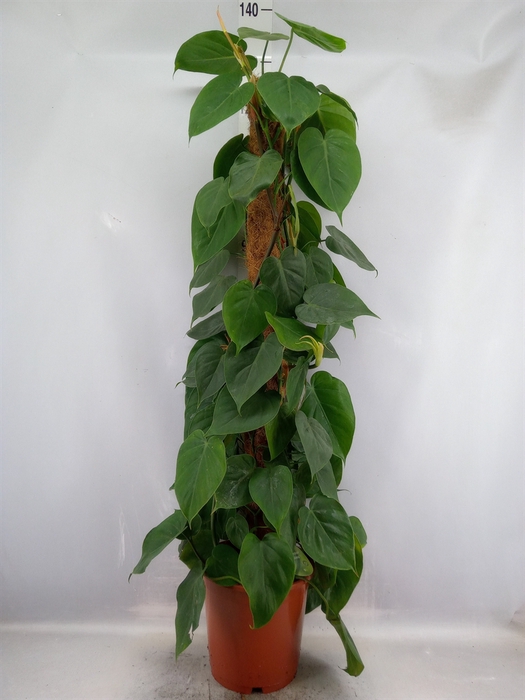 <h4>Philodendron scand.</h4>