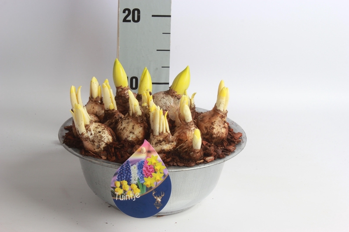 <h4>ARR BOL KNOLGEWAS</h4>