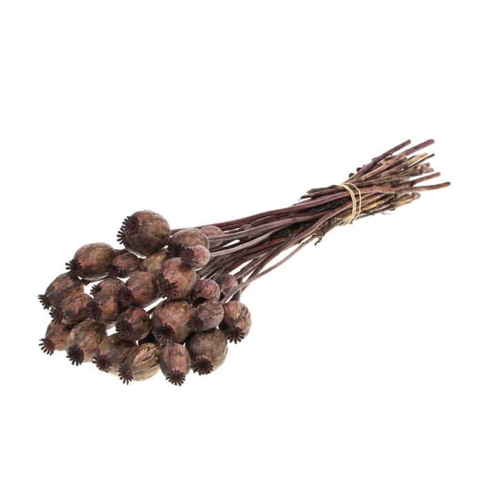 <h4>Papaver Deep Brown</h4>