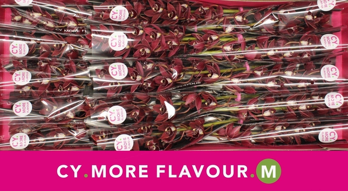 <h4>Mini cymbidium 'Georgina' 50 cm</h4>