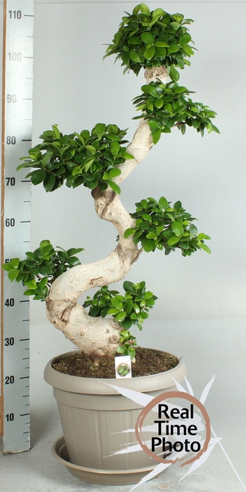 <h4>FIC MI GINSENG</h4>