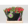 Dianthus Spray Solomio Ruby