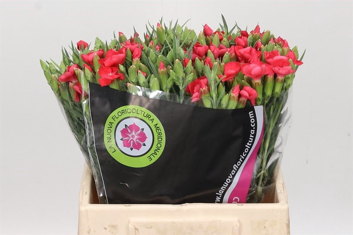 Dianthus Spray Solomio Ruby