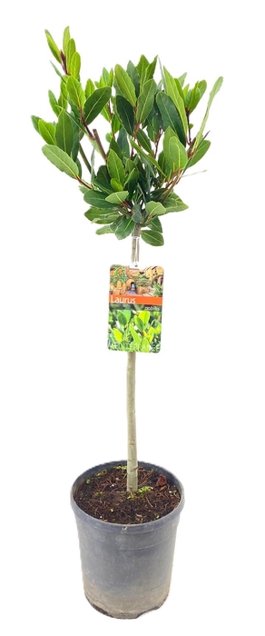 <h4>Laurus nobilis</h4>