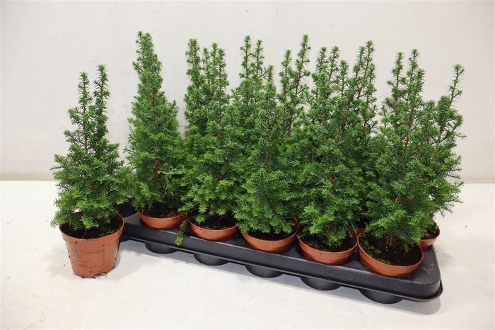 <h4>Cham Th Top Point</h4>