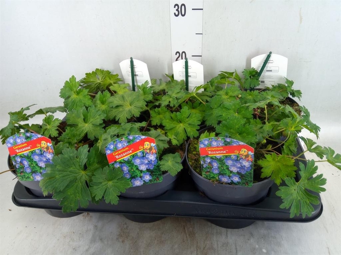 <h4>Geranium  'Rozanne'</h4>