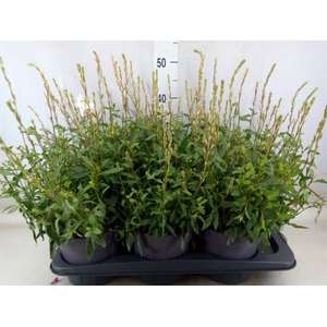 Gaura lindheimeri 'Gaudi Rose'
