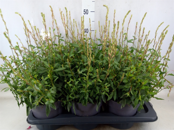 <h4>Gaura lindheimeri 'Gaudi Rose'</h4>
