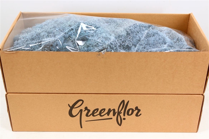 Mos Reindeer Moss 500gr Blue