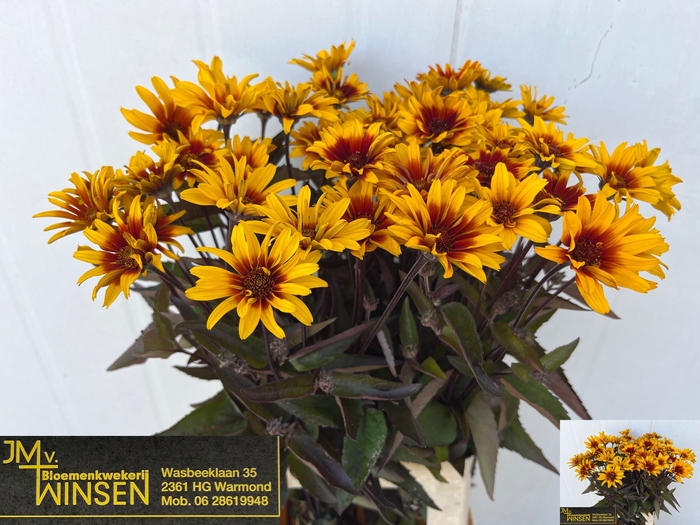 <h4>Heliopsis Spar Contrast Winsen</h4>