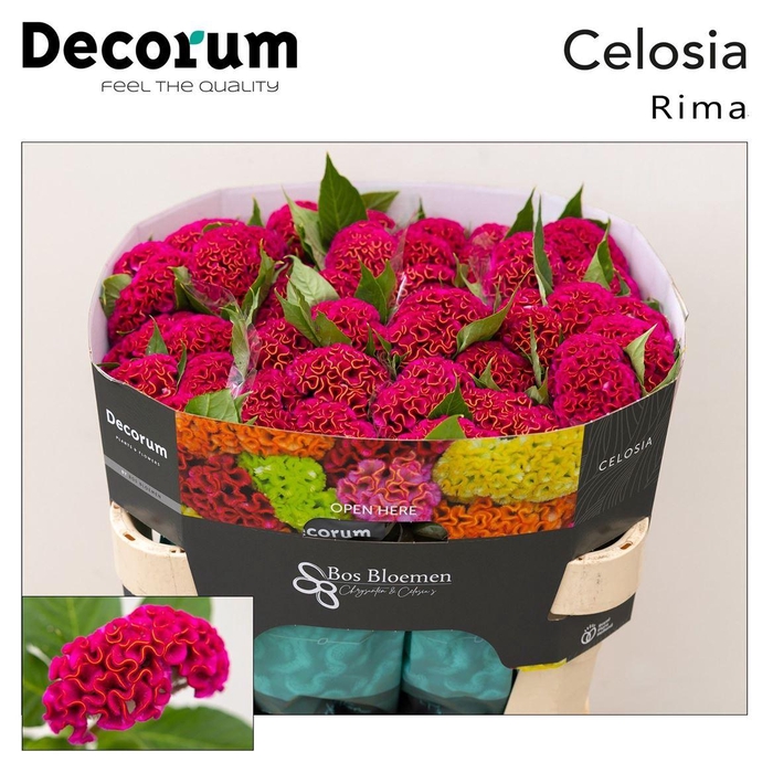 <h4>Celosia Cristata Grp 'Act Rima'</h4>