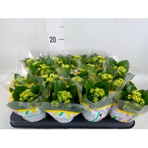 Kalanchoe blos. 'Calandiva Nolin'