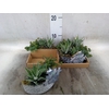 Arr.   Kamerplant Groen L%