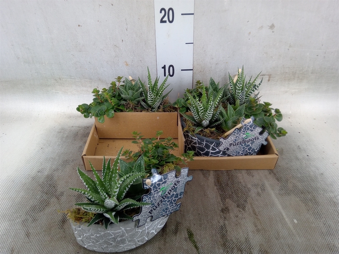Arr.   Kamerplant Groen L%