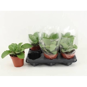 KALANCHOE DAIGREMONT