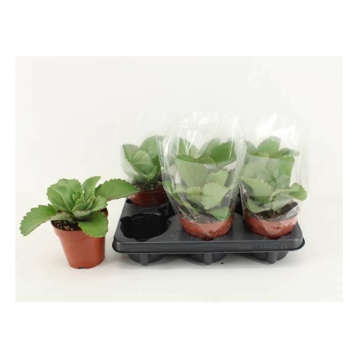 <h4>KALANCHOE DAIGREMONT</h4>