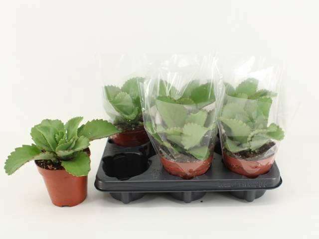 KALANCHOE DAIGREMONT