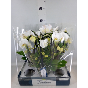 Phalaenopsis   ...white