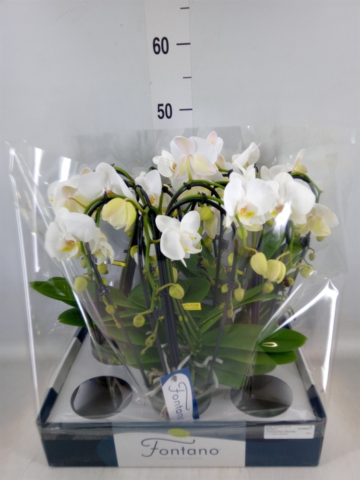 <h4>Phalaenopsis   ...white</h4>