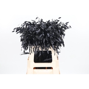Chasmantium Kl Bh Zwart