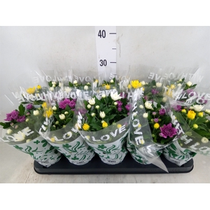 Chrysanthemum  'Da Vinci'  ...mix p