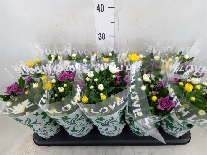 <h4>Chrysanthemum  'Da Vinci'  ...mix p</h4>