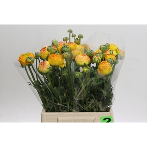 Ranunculus asiaticus 'Aazur Orange Stripes'