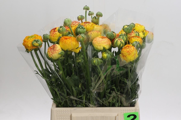 <h4>Ranunculus asiaticus 'Aazur Orange Stripes'</h4>