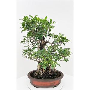 Ficus retusa, pot 50cm. Height 85cm.( single item)