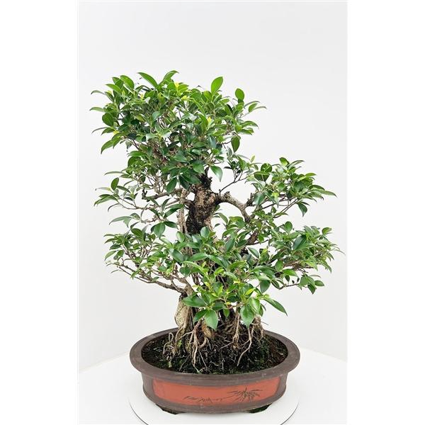 <h4>Ficus retusa, pot 50cm. Height 85cm.( single item)</h4>