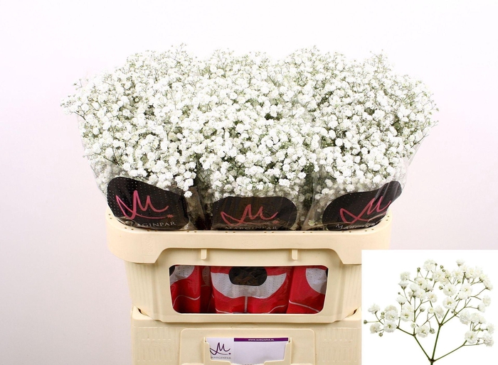 <h4>GYPS XLENCE GYPS PA XLENCE</h4>