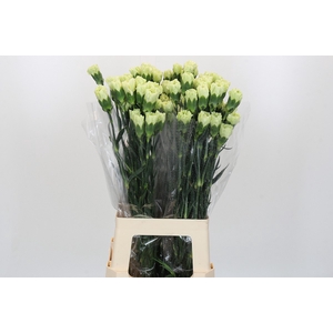 Dianthus St Voragine