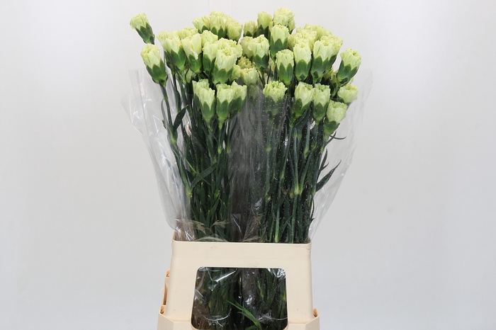Dianthus St Voragine