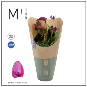 Anthurium - KARMA Purple | 12cm | ECO/KRAFT SLEEVE