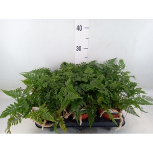 Humata griffithiana var. tyermannii