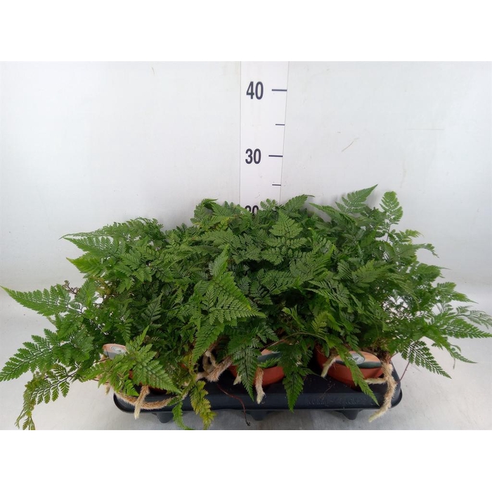 <h4>Humata griffithiana var. tyermannii</h4>