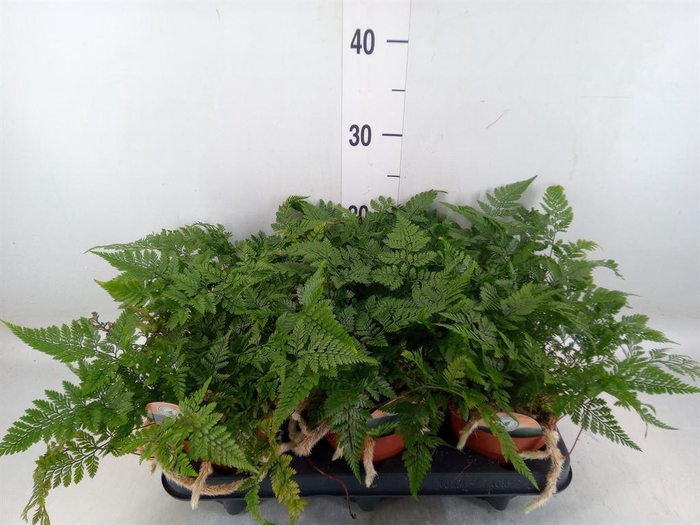 Humata griffithiana var. tyermannii