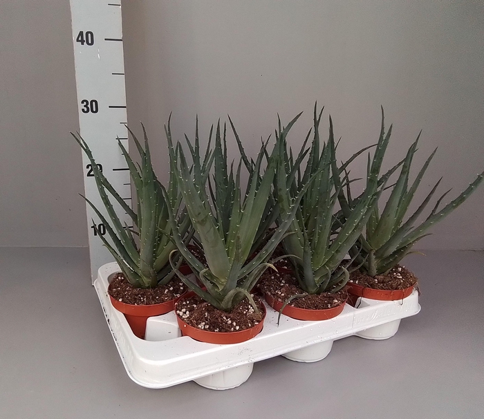 <h4>Aloe arborescens 10.5</h4>