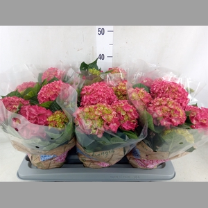 Hydrangea mac. 'DutchLadies Selma'