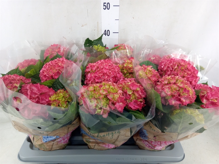 <h4>Hydrangea mac. 'DutchLadies Selma'</h4>