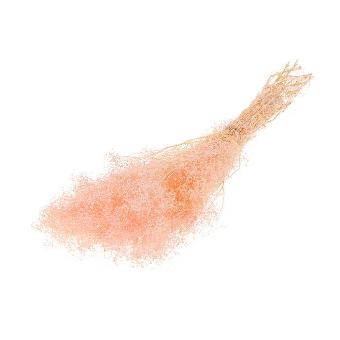 <h4>Gypsophila Mini Preserved Light Pink</h4>