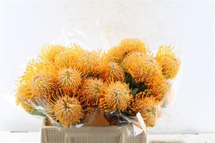 <h4>Leuco Co Soleil</h4>