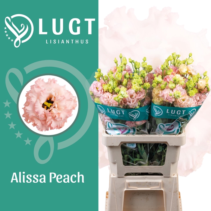 <h4>Lisianthus Alissa Peach 996</h4>